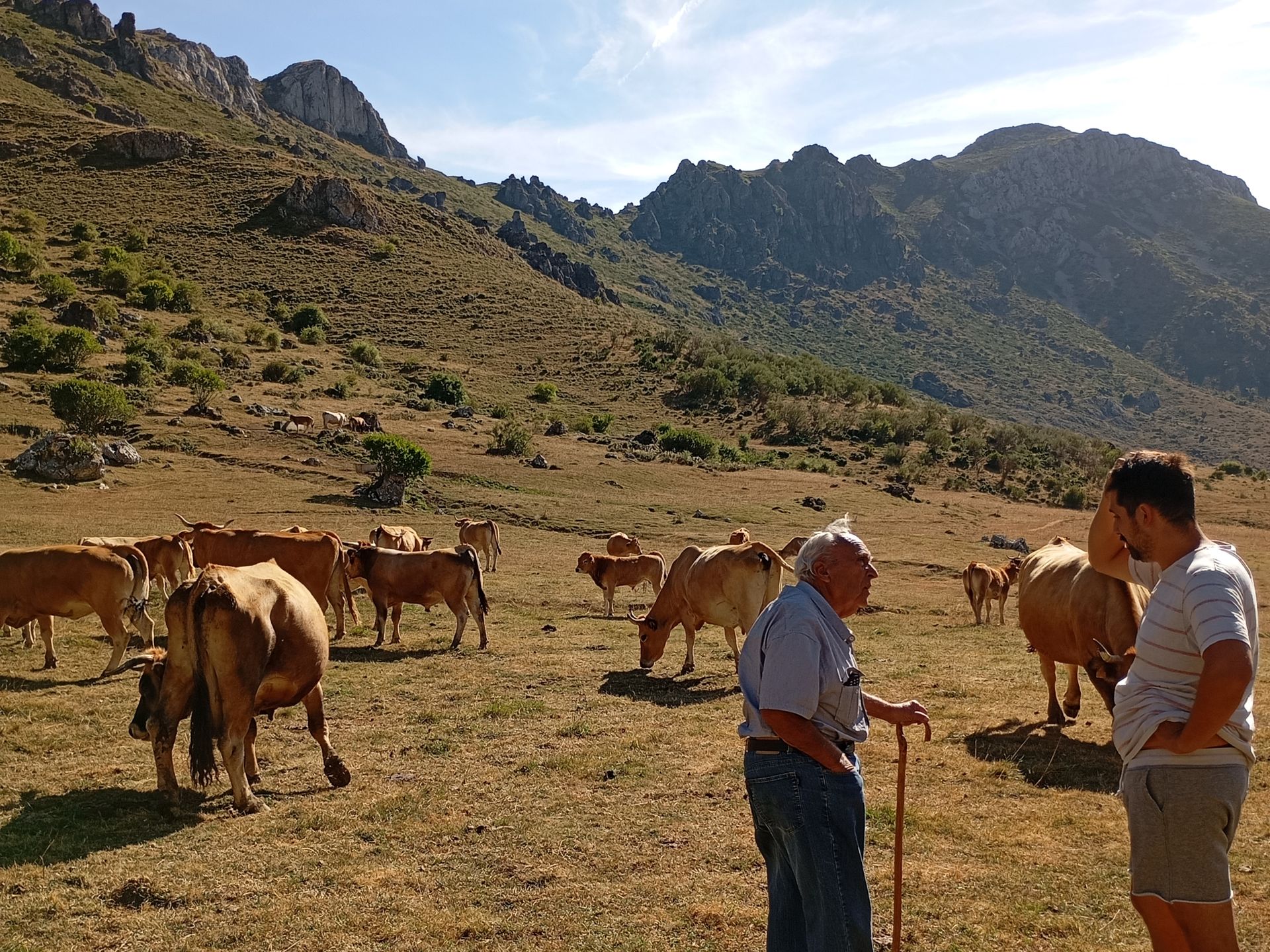 Dos hombres están parados en un campo con vacas y montañas al fondo.