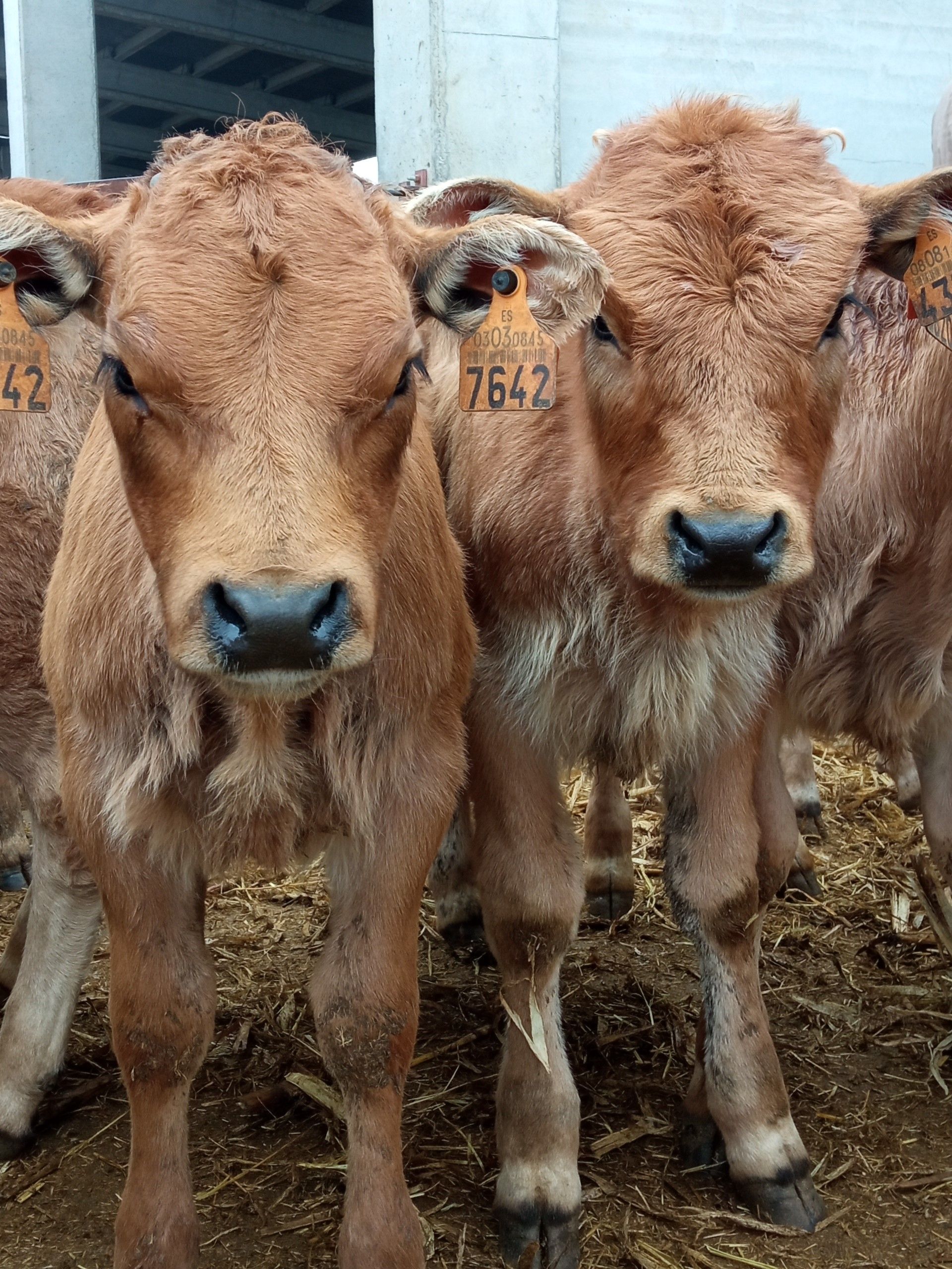 Una manada de vacas marrones están paradas una al lado de la otra y miran a la cámara.
