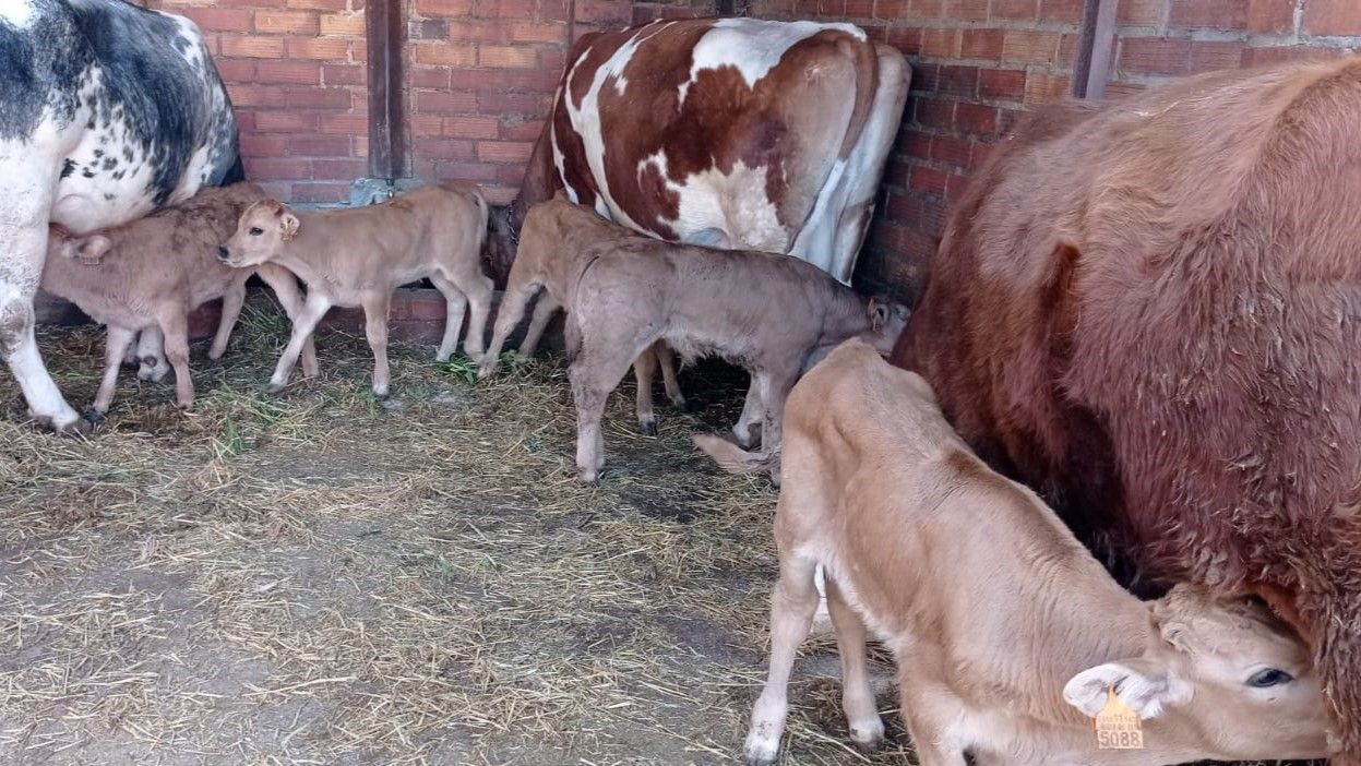 Un grupo de vacas paradas una al lado de la otra en un granero.