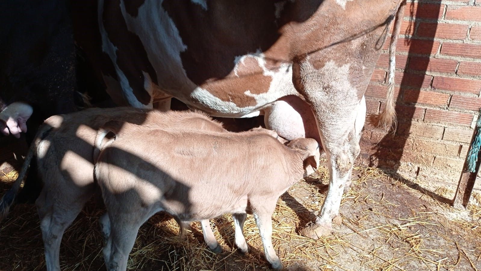 Dos terneros están bebiendo leche de una vaca en un establo.