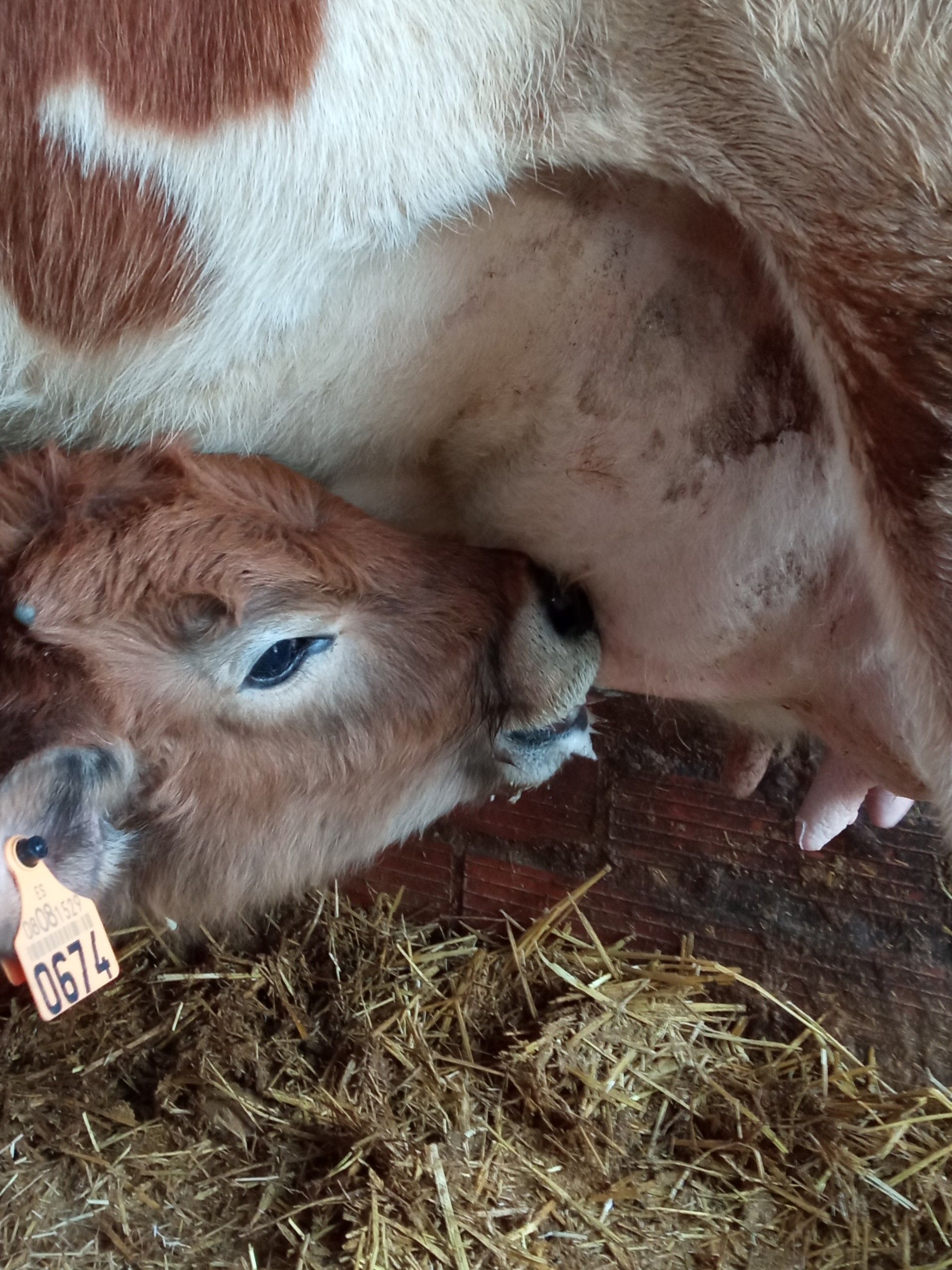 Una vaca marrón y blanca está acostada sobre una pila de heno.
