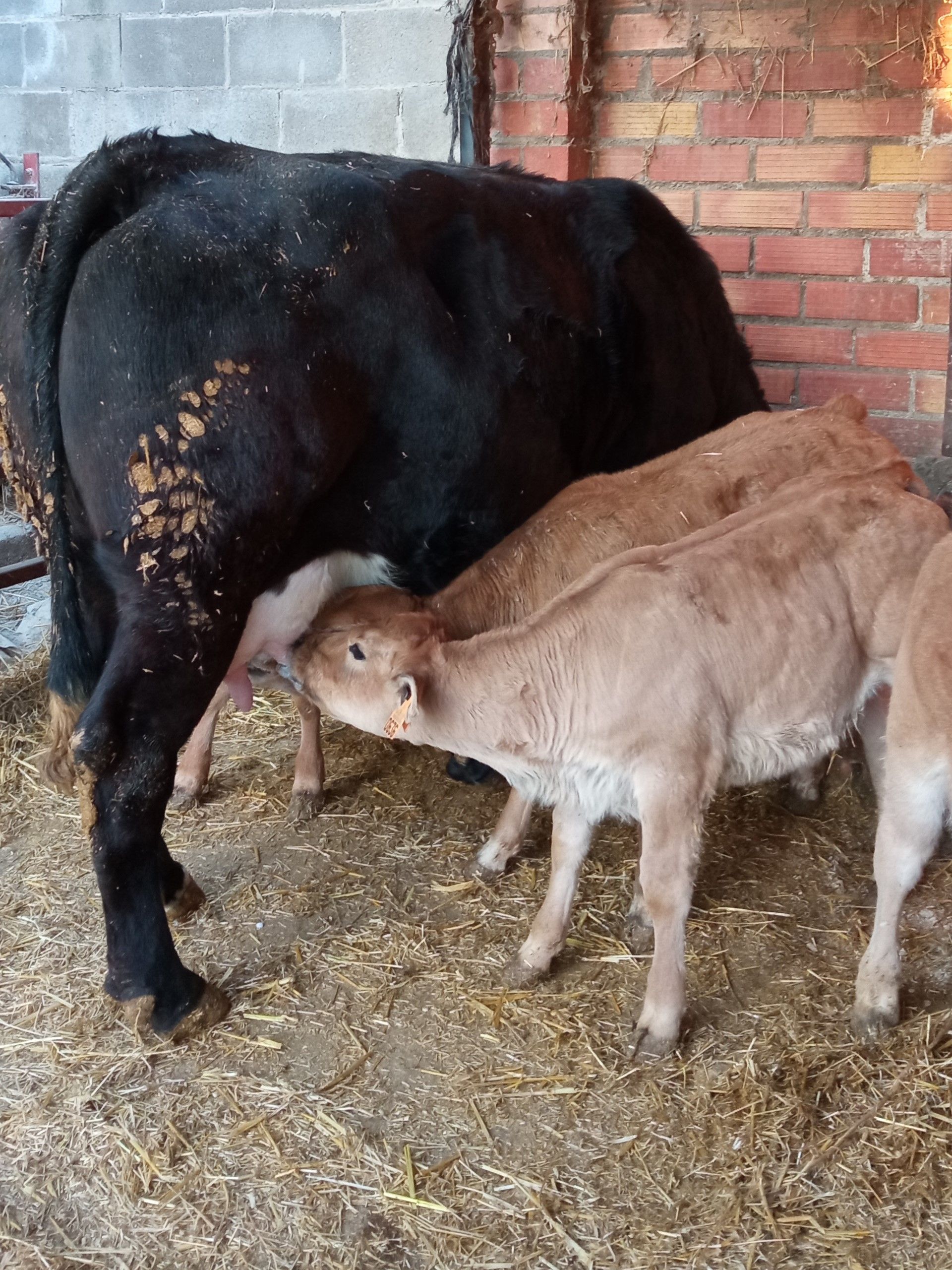 Un ternero bebiendo leche de una vaca en un establo