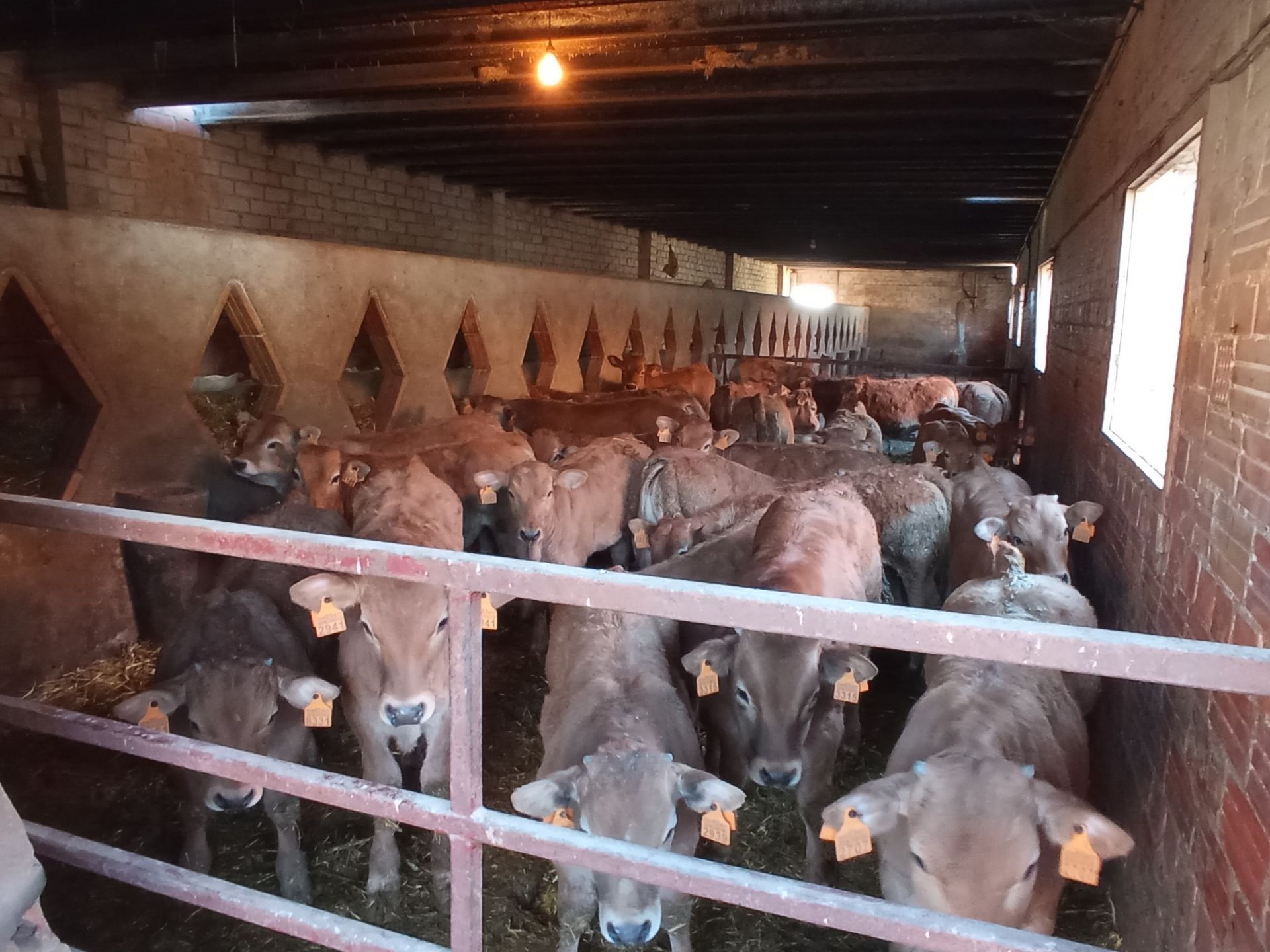 Un rebaño de vacas está en un granero detrás de una valla.