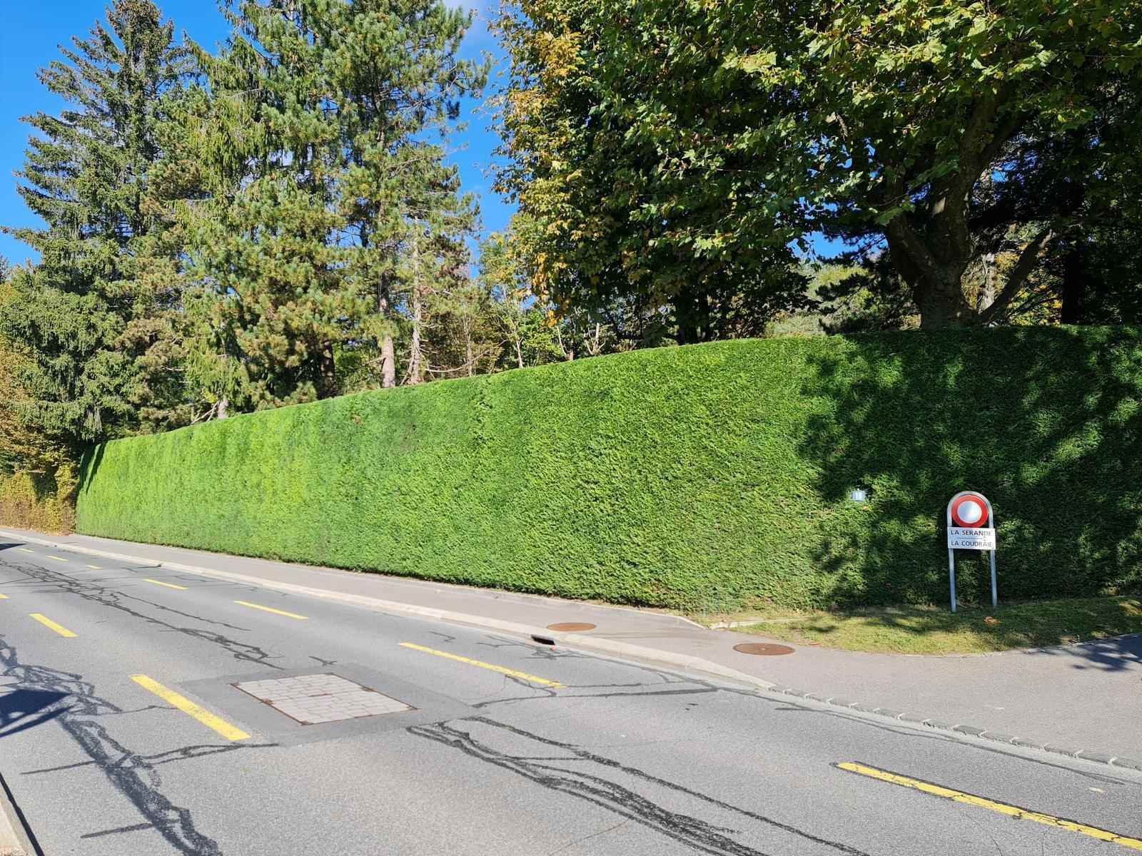 Une grande haie se trouve au bord d'une route.