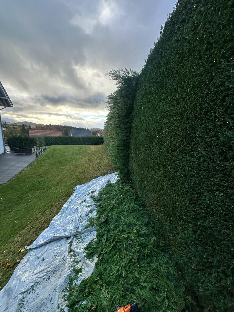 Une grande haie est en train d'être coupée dans une cour.