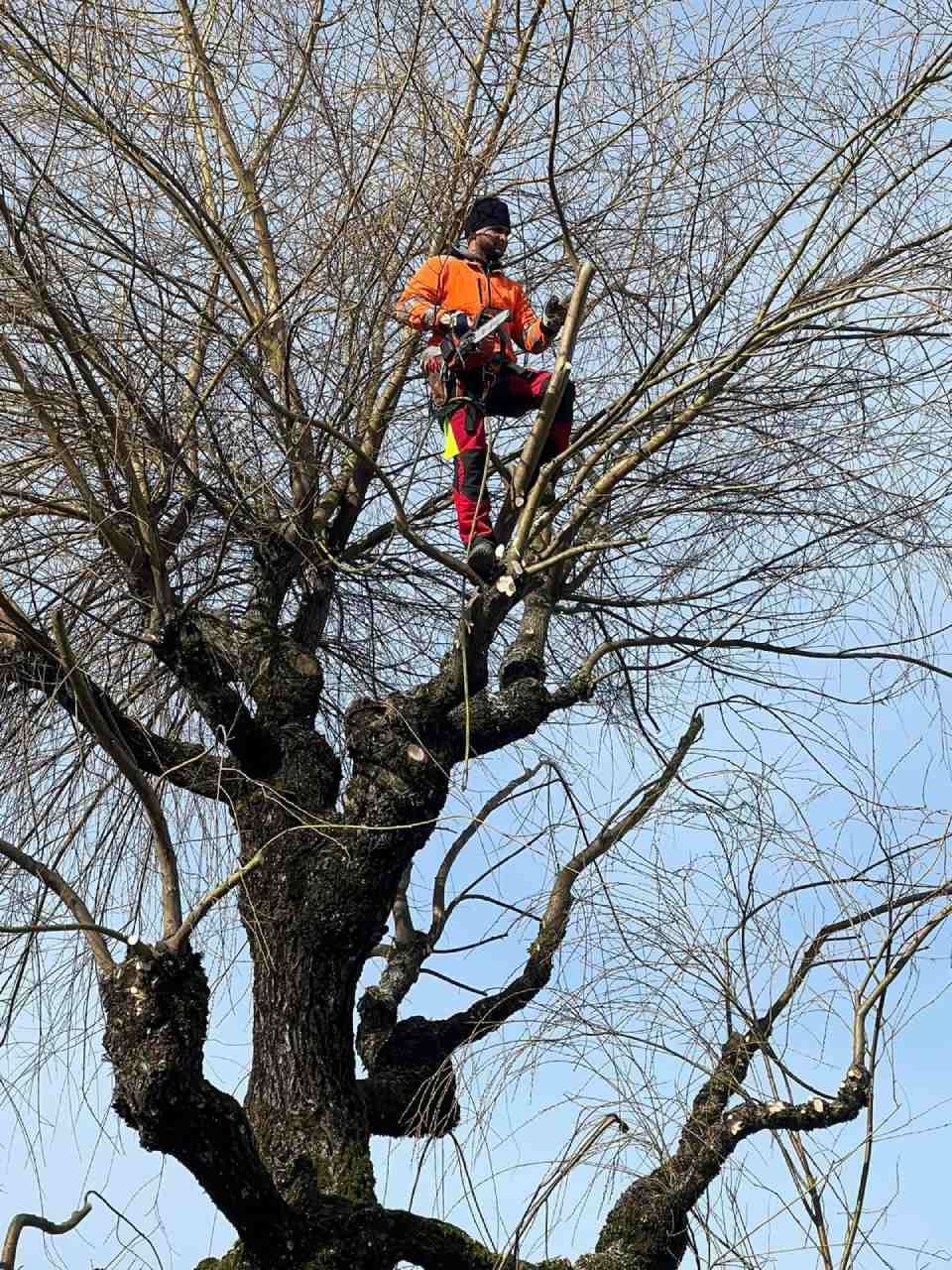 Un homme est assis au sommet d'un arbre avec une tronçonneuse.
