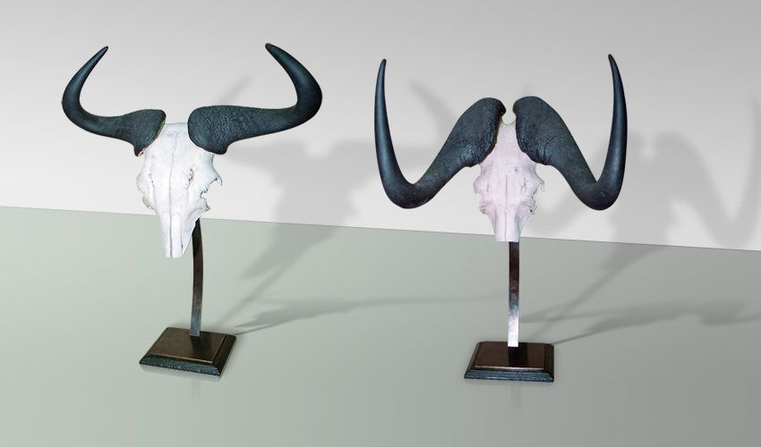 Deux sculptures de cornes de buffle posées chacune sur un socle