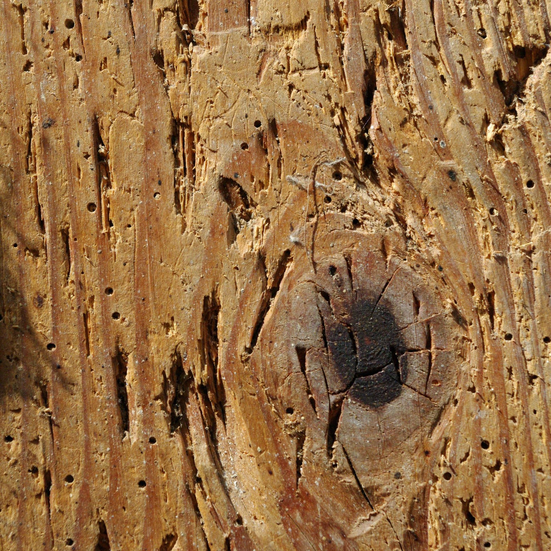 Bois abîmé