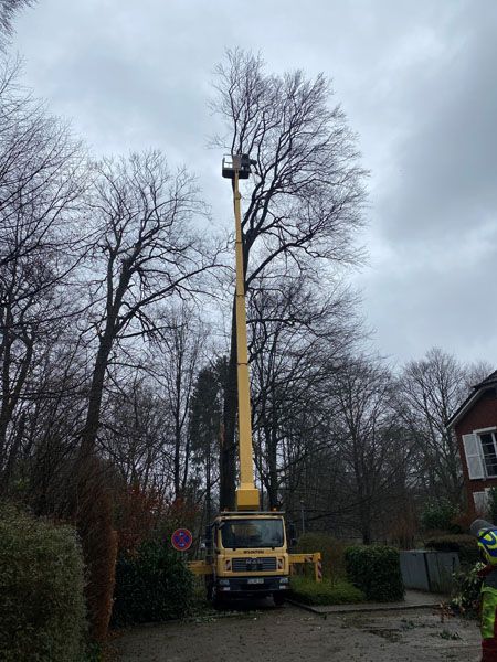 Ein gelber Lastwagen mit einem Kran darauf fällt einen Baum.