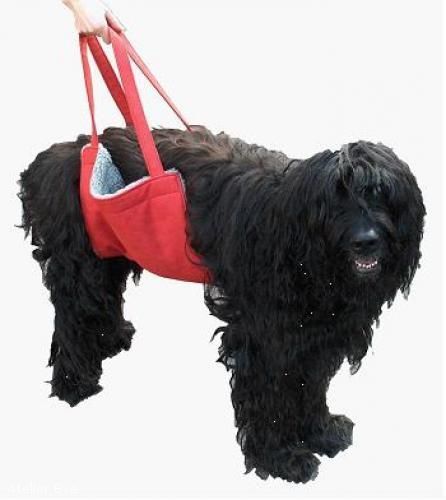 Hundetraghilfe - Atelier Eve in Effretikon