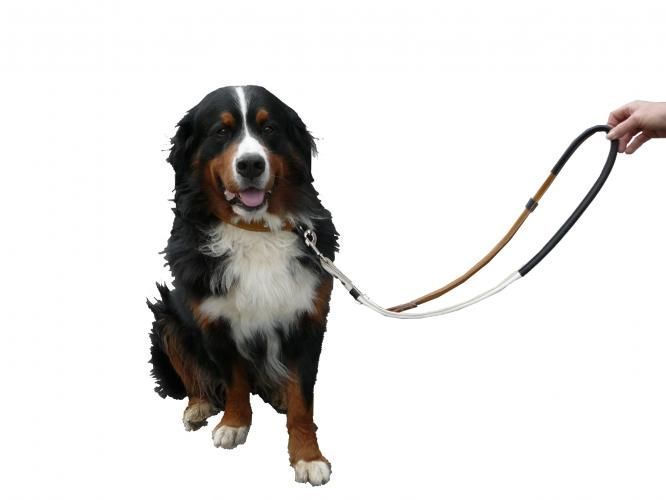 Halsband und Leine farblich passend - Atelier Eve in Effretikon