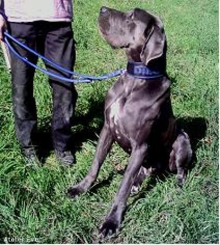 Halsband mit passender Leine - Atelier Eve in Effretikon