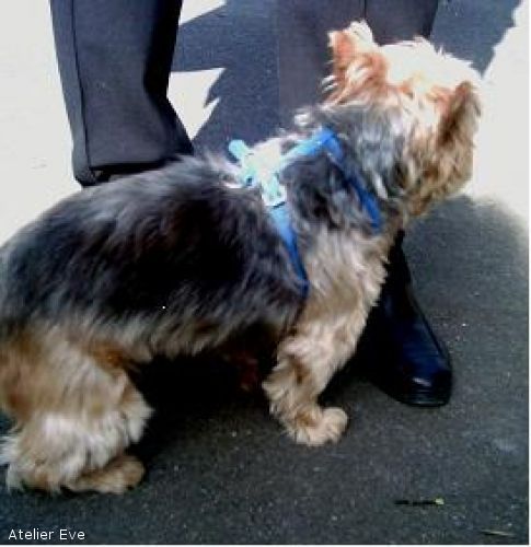 Hundegeschirr - Atelier Eve in Effretikon