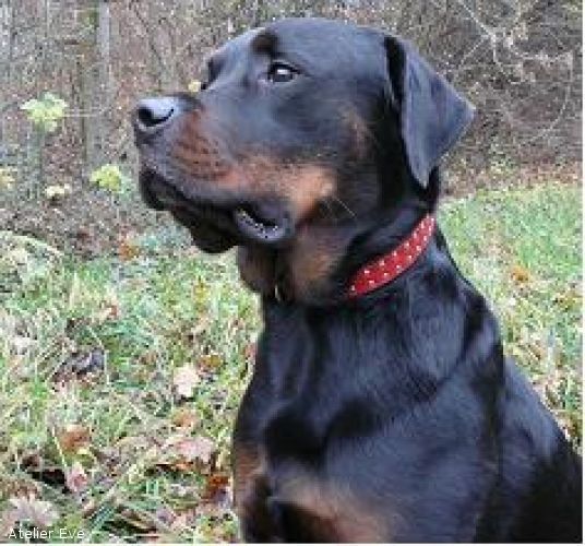 Hundelederhalsband - Atelier Eve in Effretikon