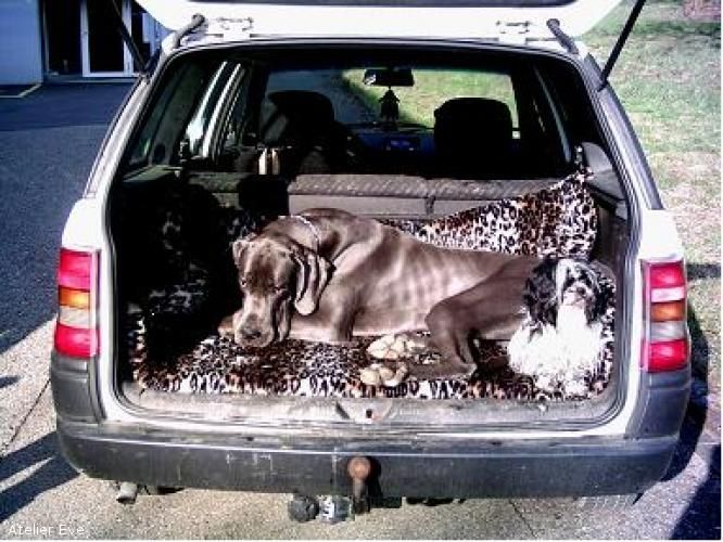 Kofferraumauskleidung für Hund - Atelier Eve in Effretikon