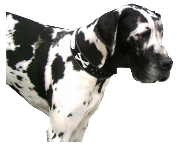 Flachhalsband - Atelier Eve in Effretikon