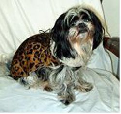 Hunde Accessoire - Atelier Eve in Effretikon