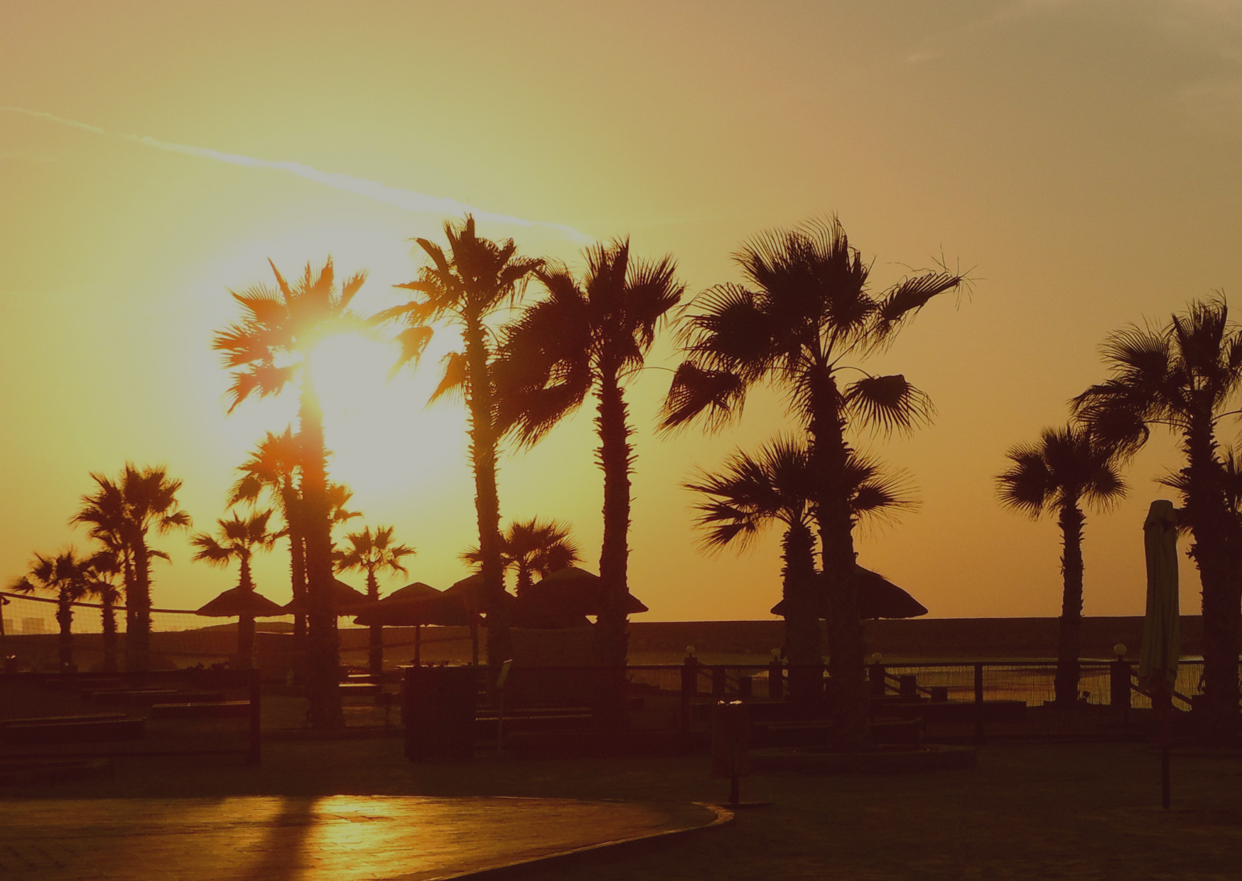 The sun is setting behind a row of palm trees on the beach.