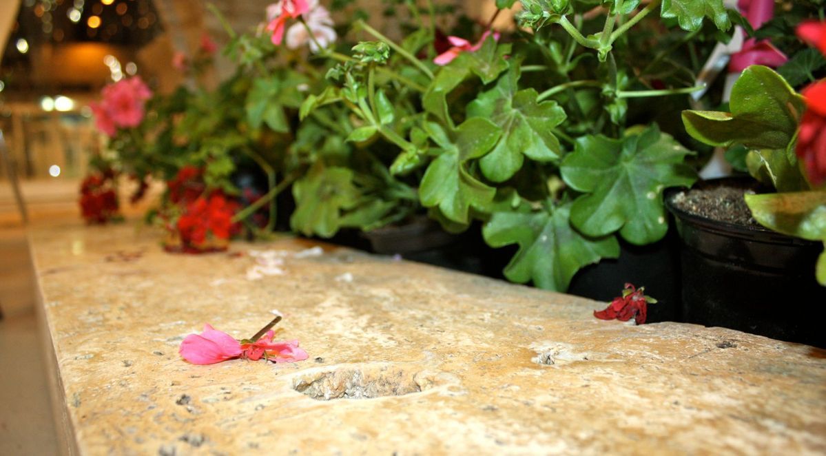 Tras una repisa de piedra texturizada, sobre cuya superficie se encuentran algunos pétalos de flores caídos, crecen geranios rosas y rojos.