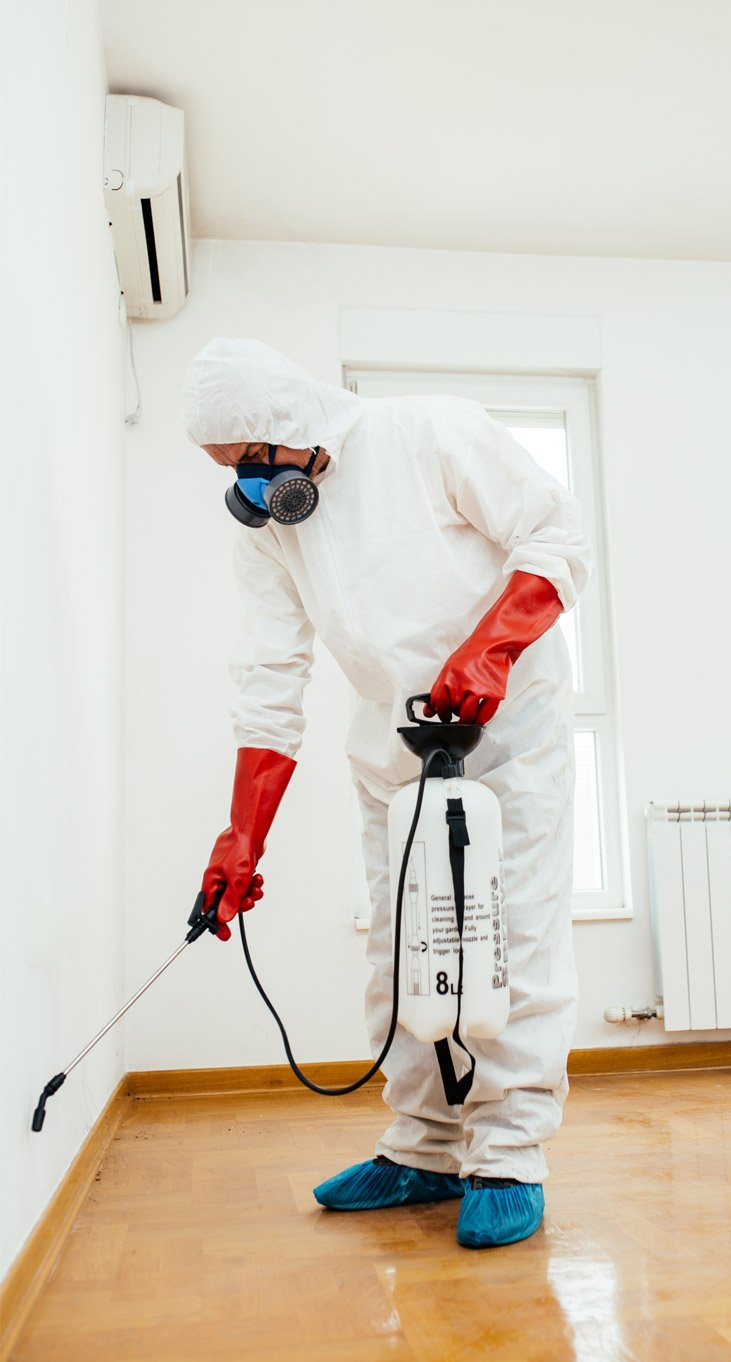 Désinsectisation par un professionnel