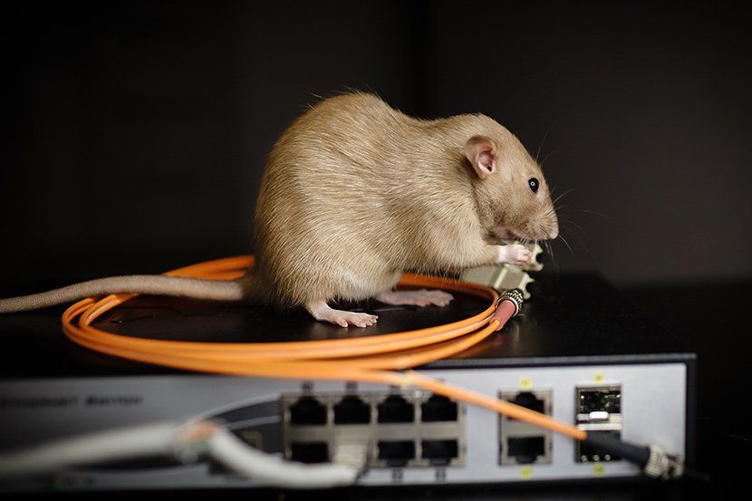 Rat qui ronge des câbles