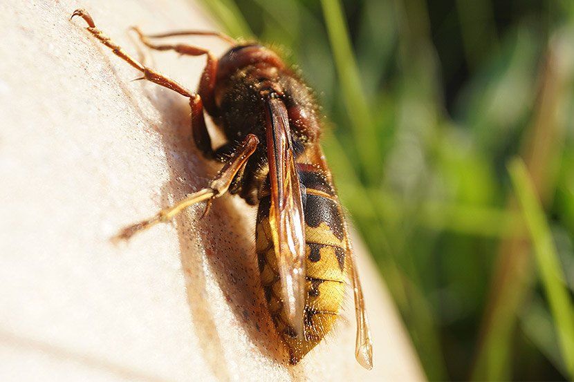 Frelon dans la nature