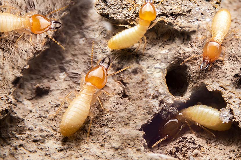 Termites dans du bois