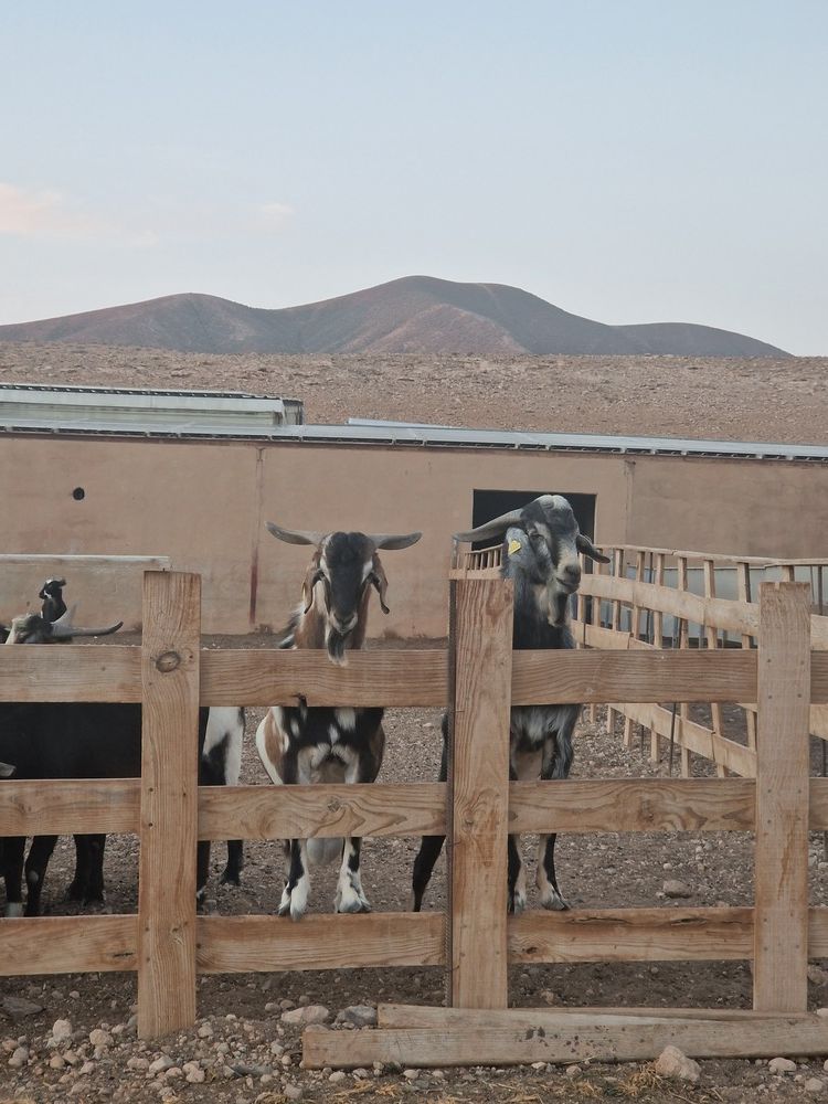Un grupo de cabras detrás de una valla de madera con montañas al fondo.