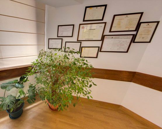 Una planta en maceta está delante de una pared de certificados.