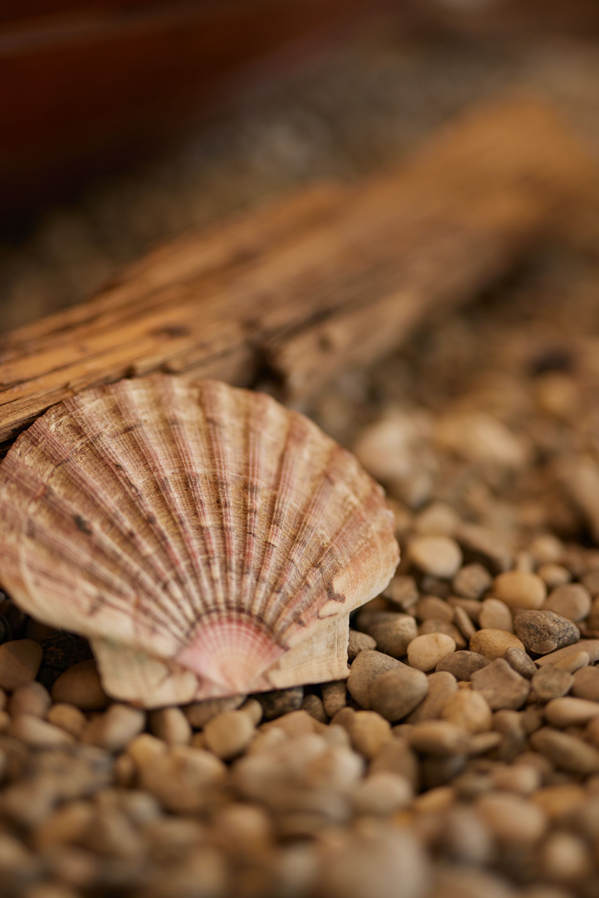 Schülerpraktikum und mehr Jakobsmuschelschale mit braunen und weißen Streifen, die auf kleinen Kieselsteinen neben einem braunen Holzstab ruht.