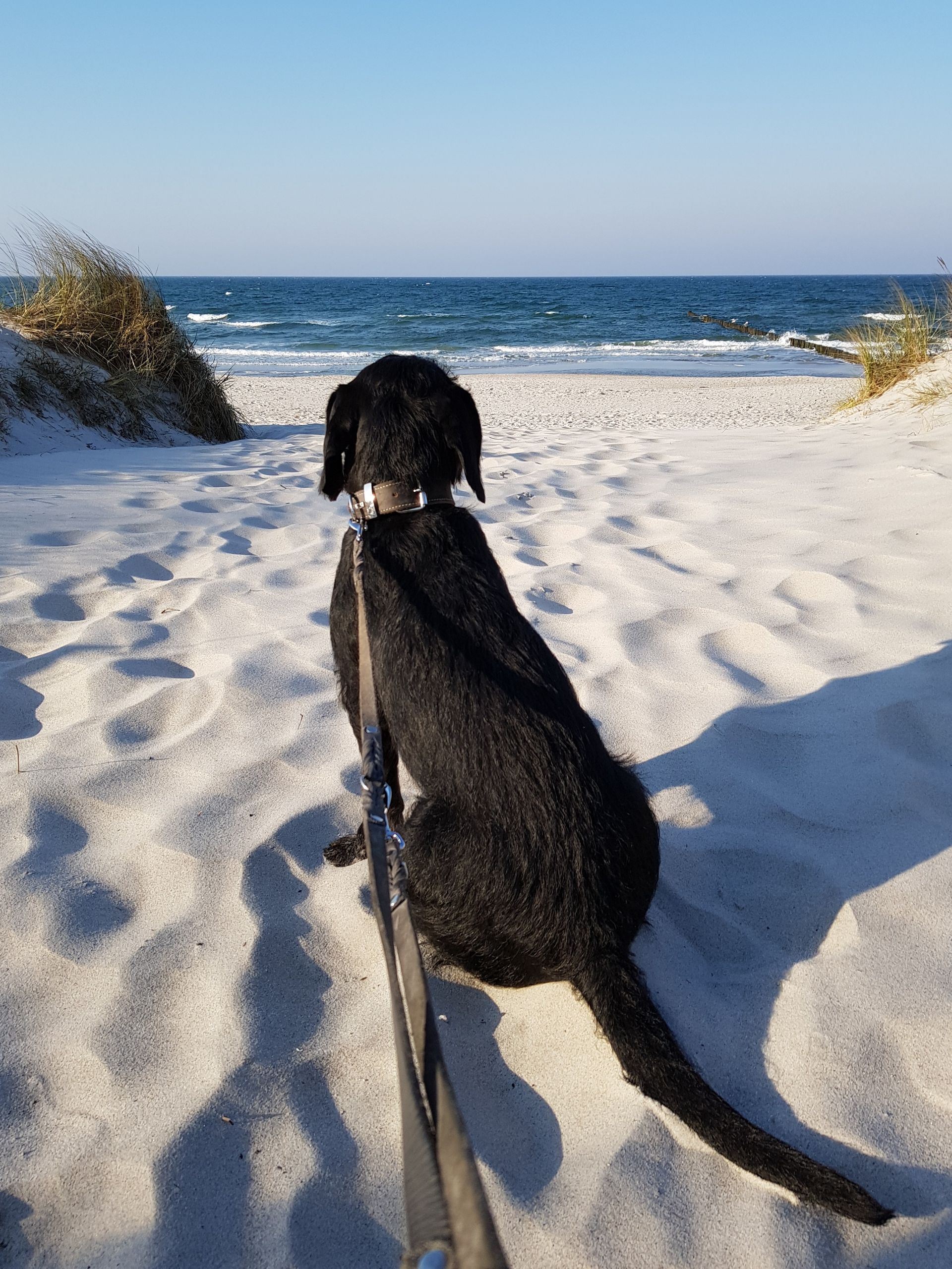 Ein schwarzer Hund sitzt auf einem weißen Sandstrand und blickt unter klarem, blauem Himmel auf den Ozean.