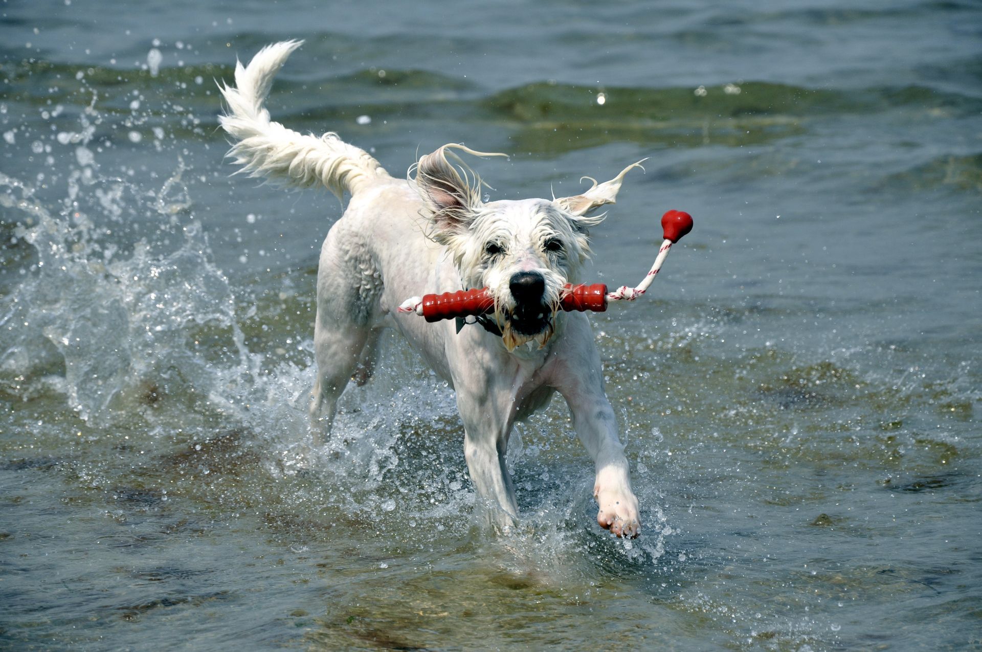 Ein weißer Hund rennt durchs Wasser, er hält ein rotes Spielzeug in der Hand, während das Wasser spritzt.