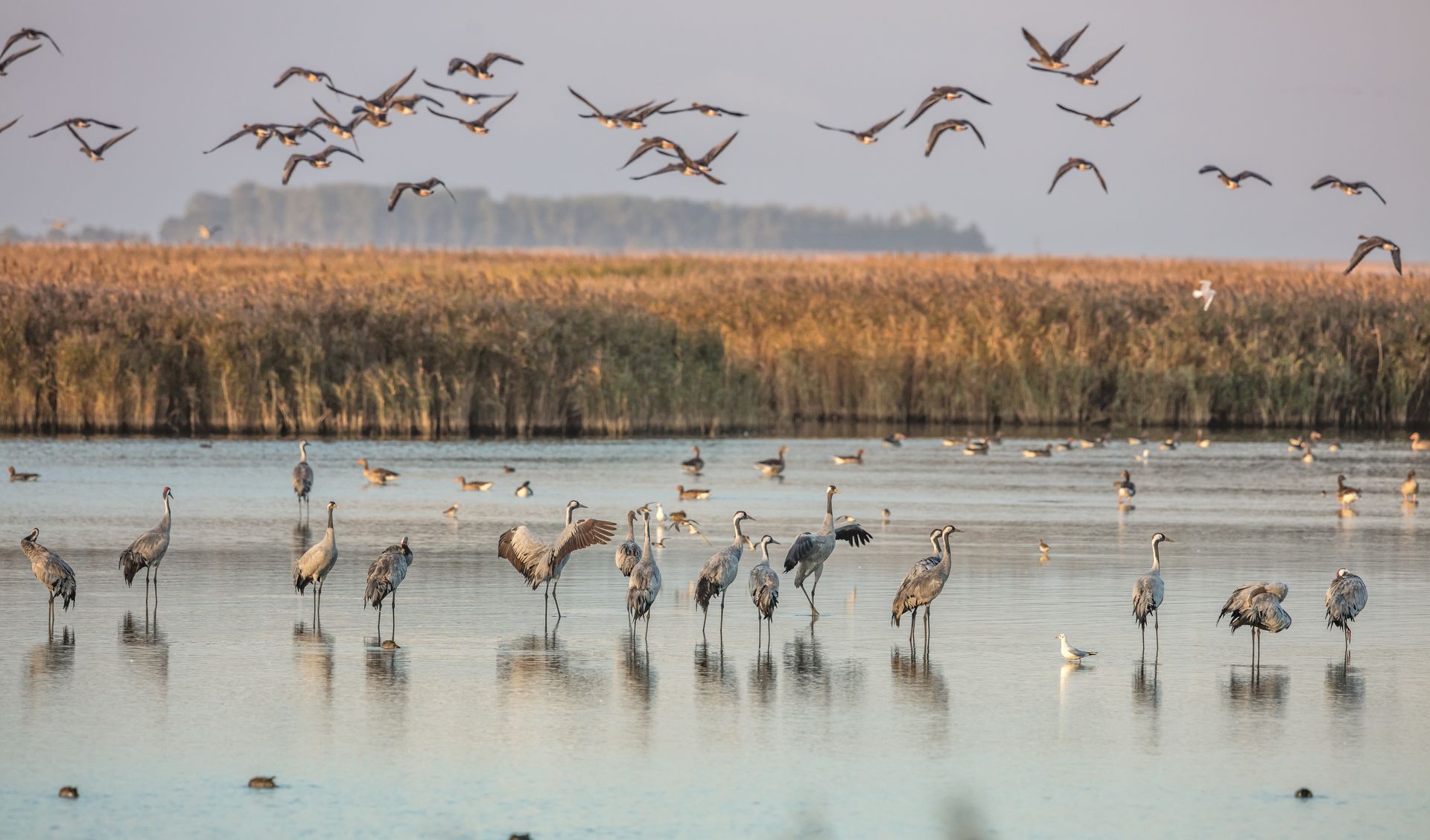 Kraniche in der Boddenlandschaft Fischland-Darß-Zingst