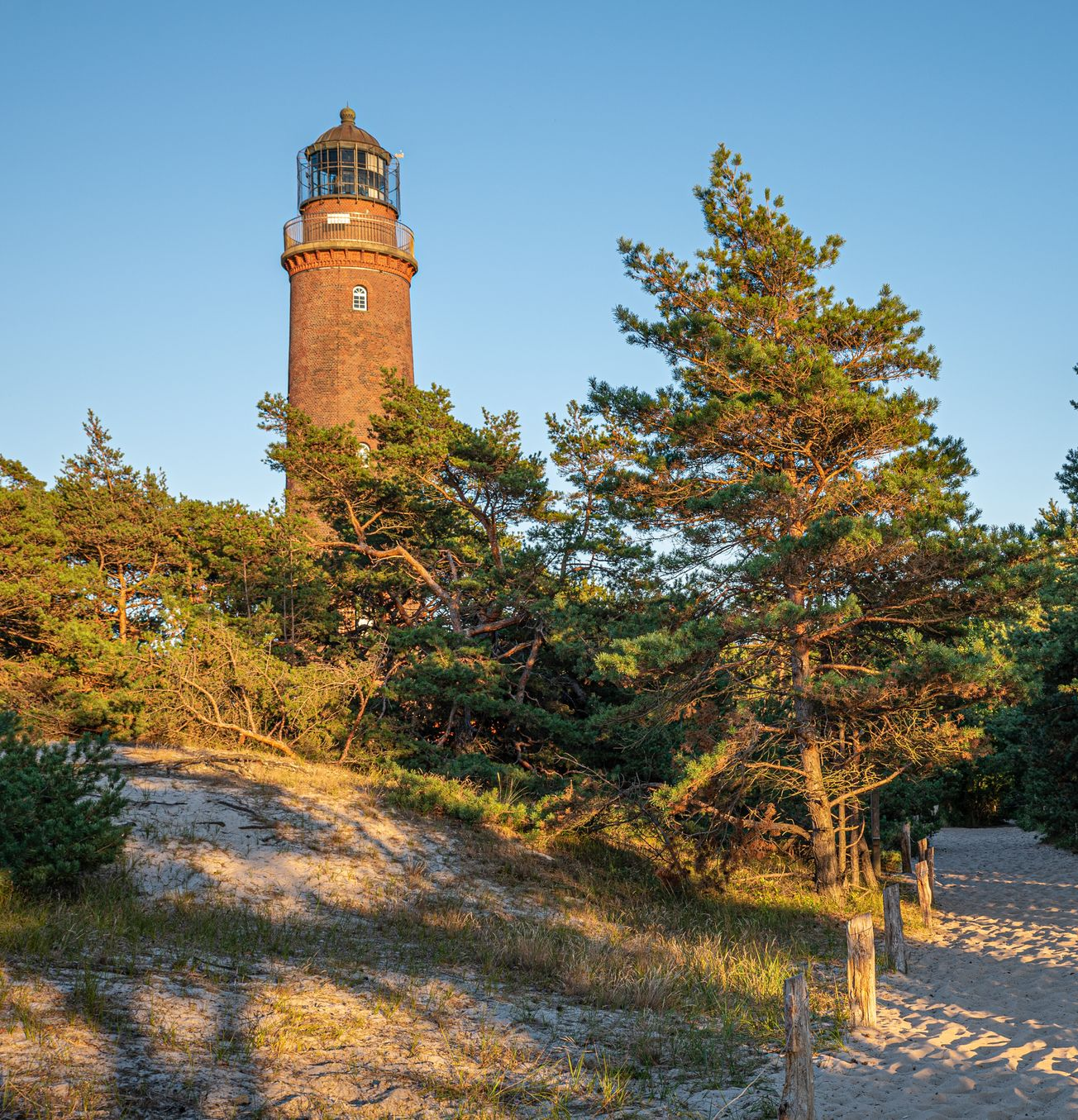 Ein Leuchtturm aus Backsteinen inmitten von Kiefern unter klarem, blauem Himmel.
