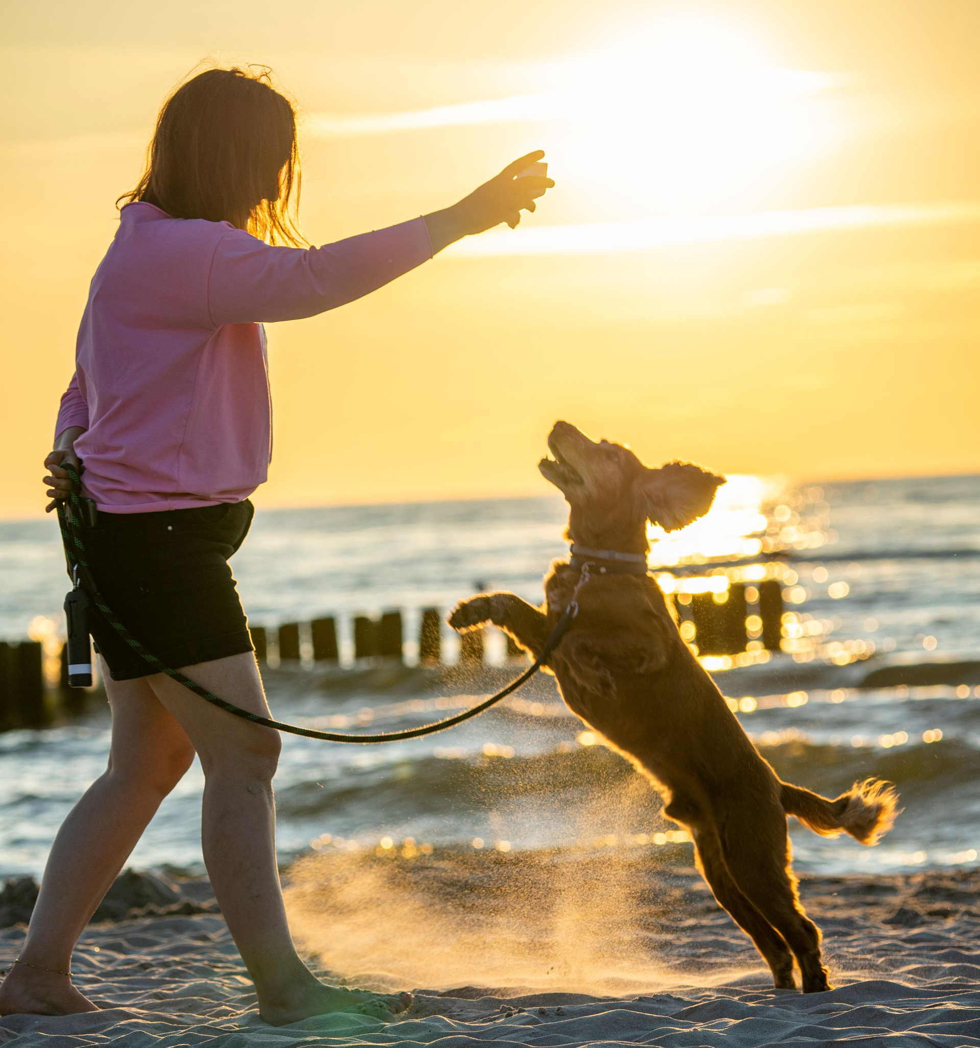 Eine Person wirft einem Hund am Strand bei Sonnenuntergang einen Ball zu. Der Hund springt aufgeregt auf.