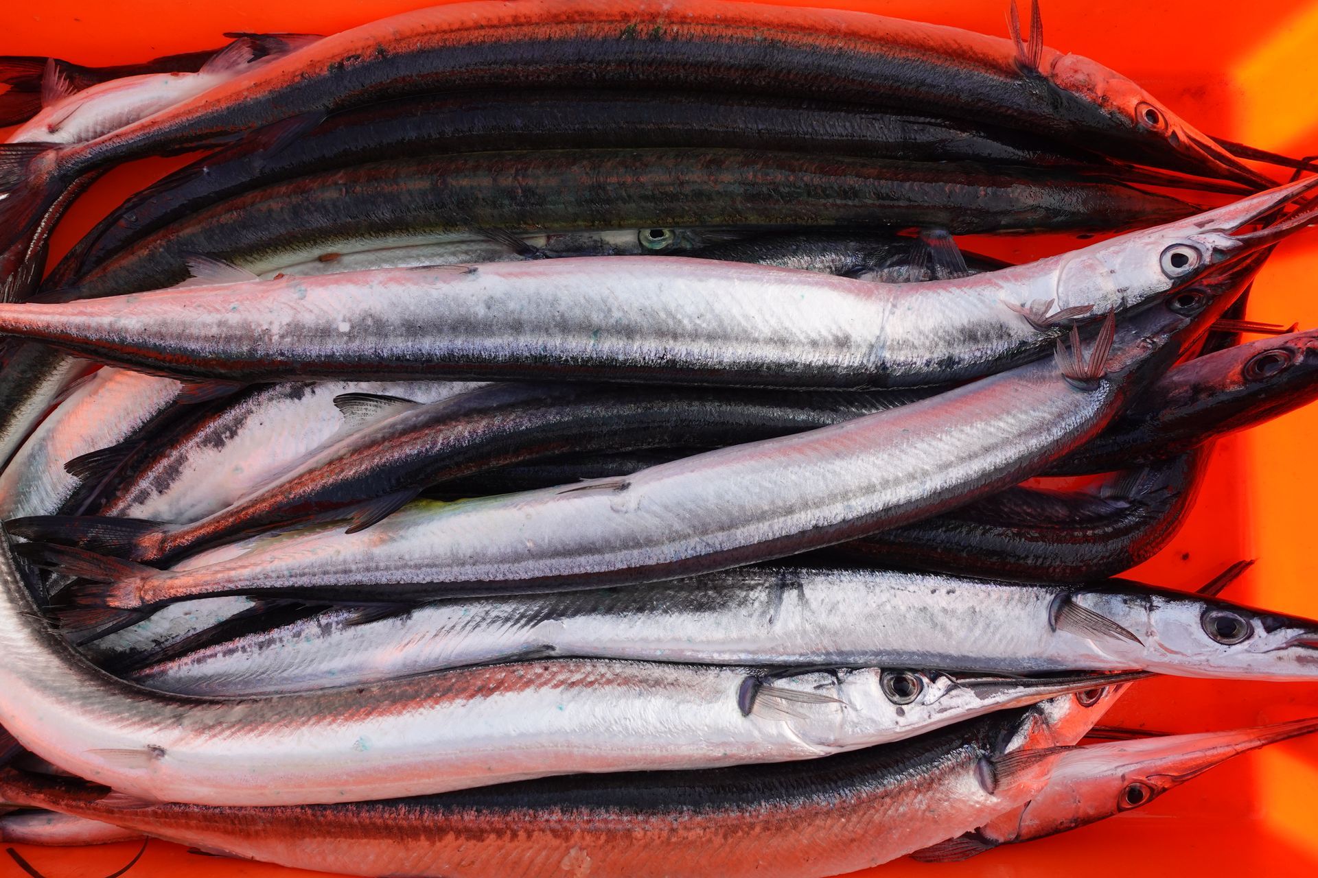Hornhechte in einem orangefarbenen Behälter.