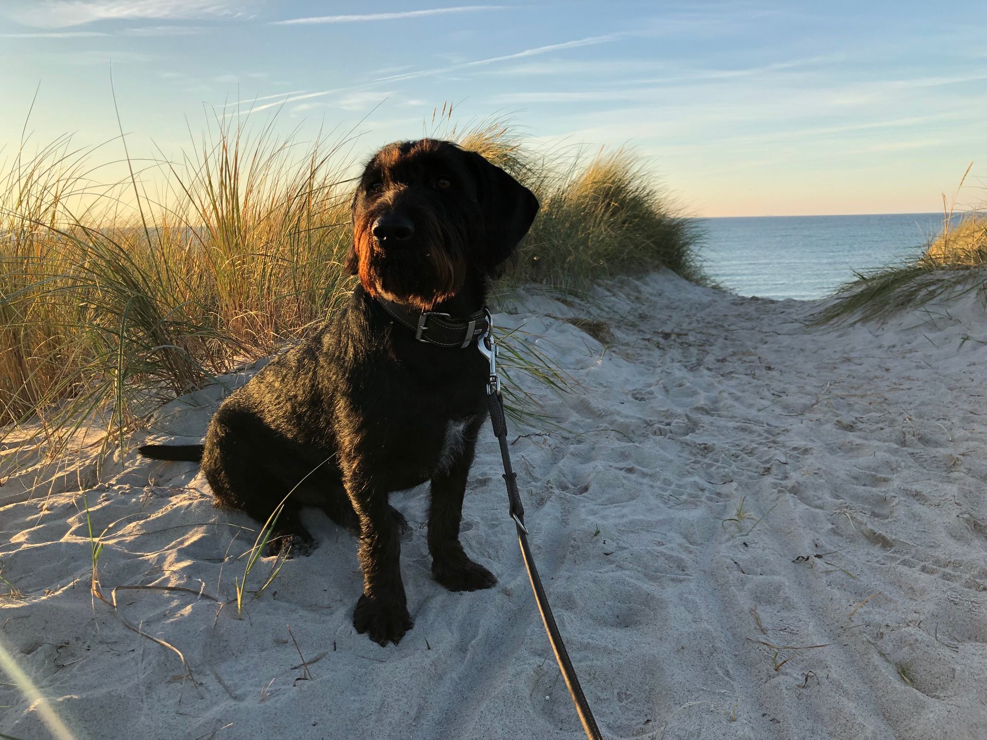 Urlaub mit Hund im Strandhotel Zingst Schwarzer Hund auf einem sandigen Strandweg, der zur Seite blickt, im Hintergrund das Meer.