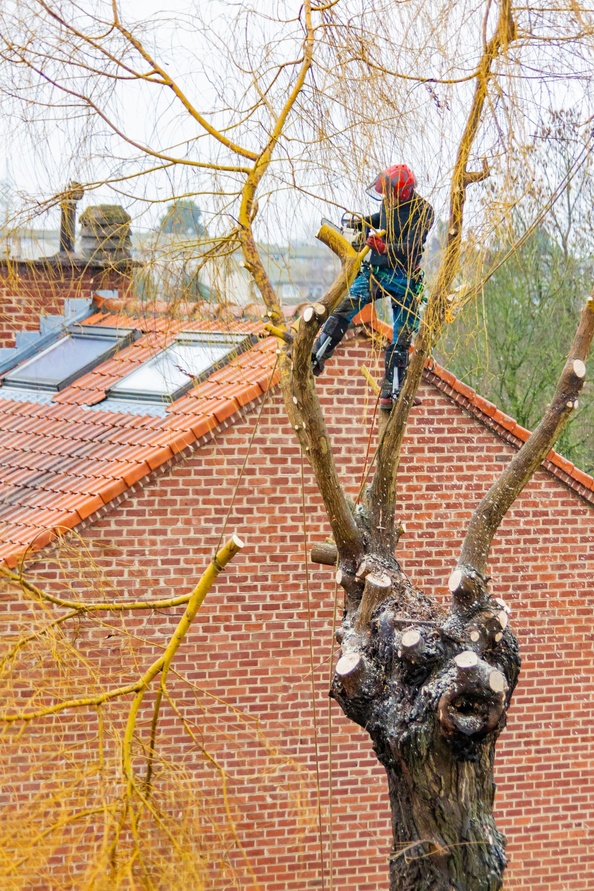 Un ouvrier dans un arbre élague des branches à côté d'un bâtiment en briques au toit de tuiles rouges.