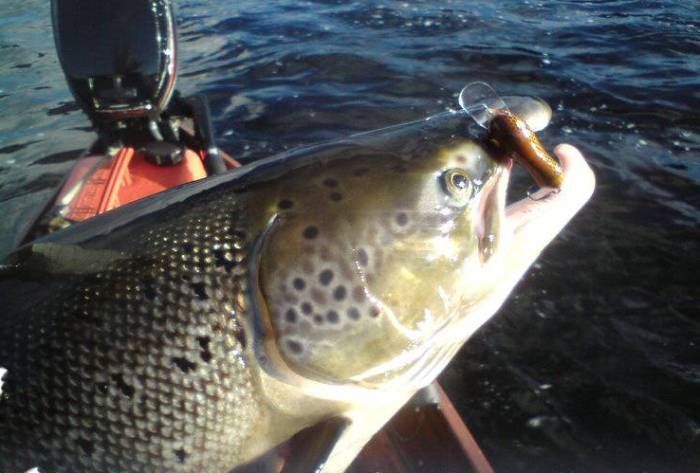 Maijalassa saatua kalasaalista