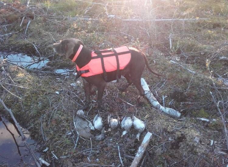 Lintukoira saaliiden kanssa