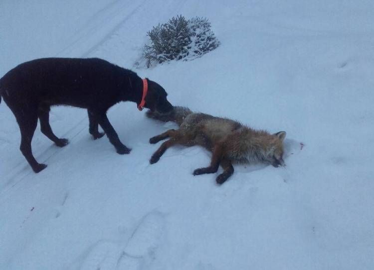 Metsästyskoira saaliin kanssa