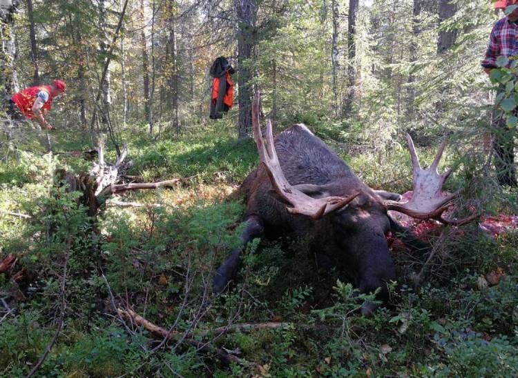 Metsästäjät hirvisaaliin kanssa