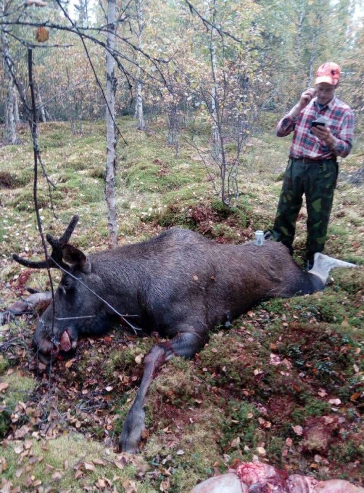 Metsästäjä hirvisaaliin kanssa