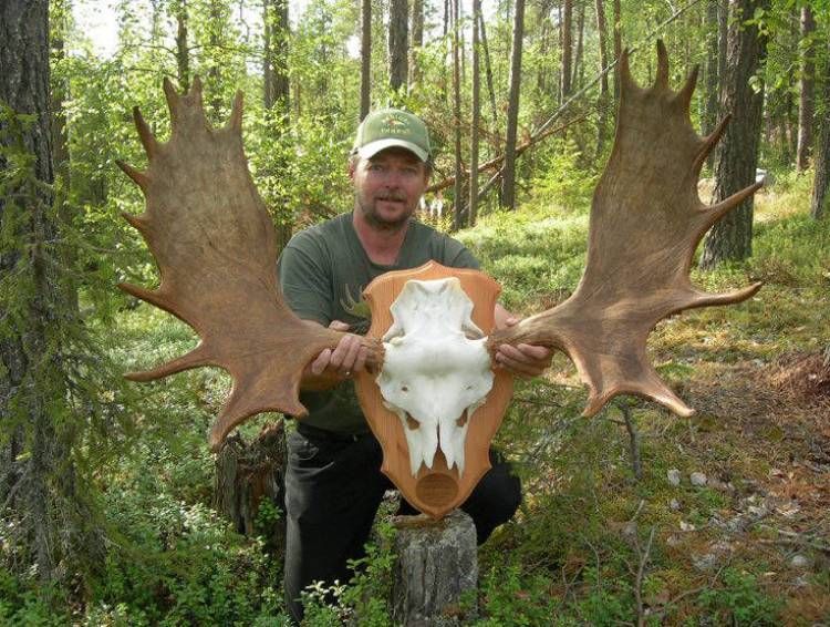 Metsästäjä esittelemässä hirvensarvia