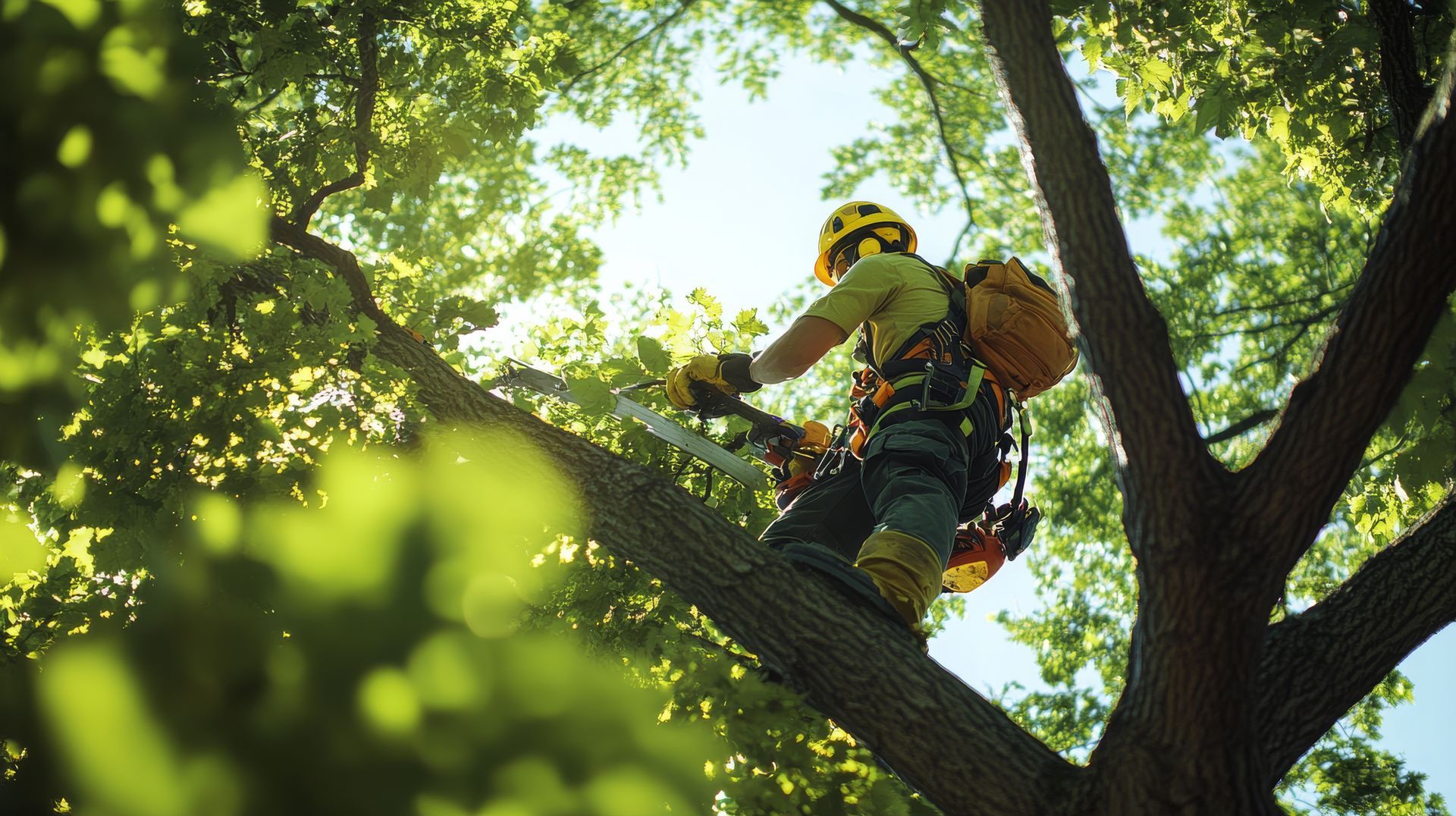 Grimpeur dans un arbre avec du matériel de sécurité