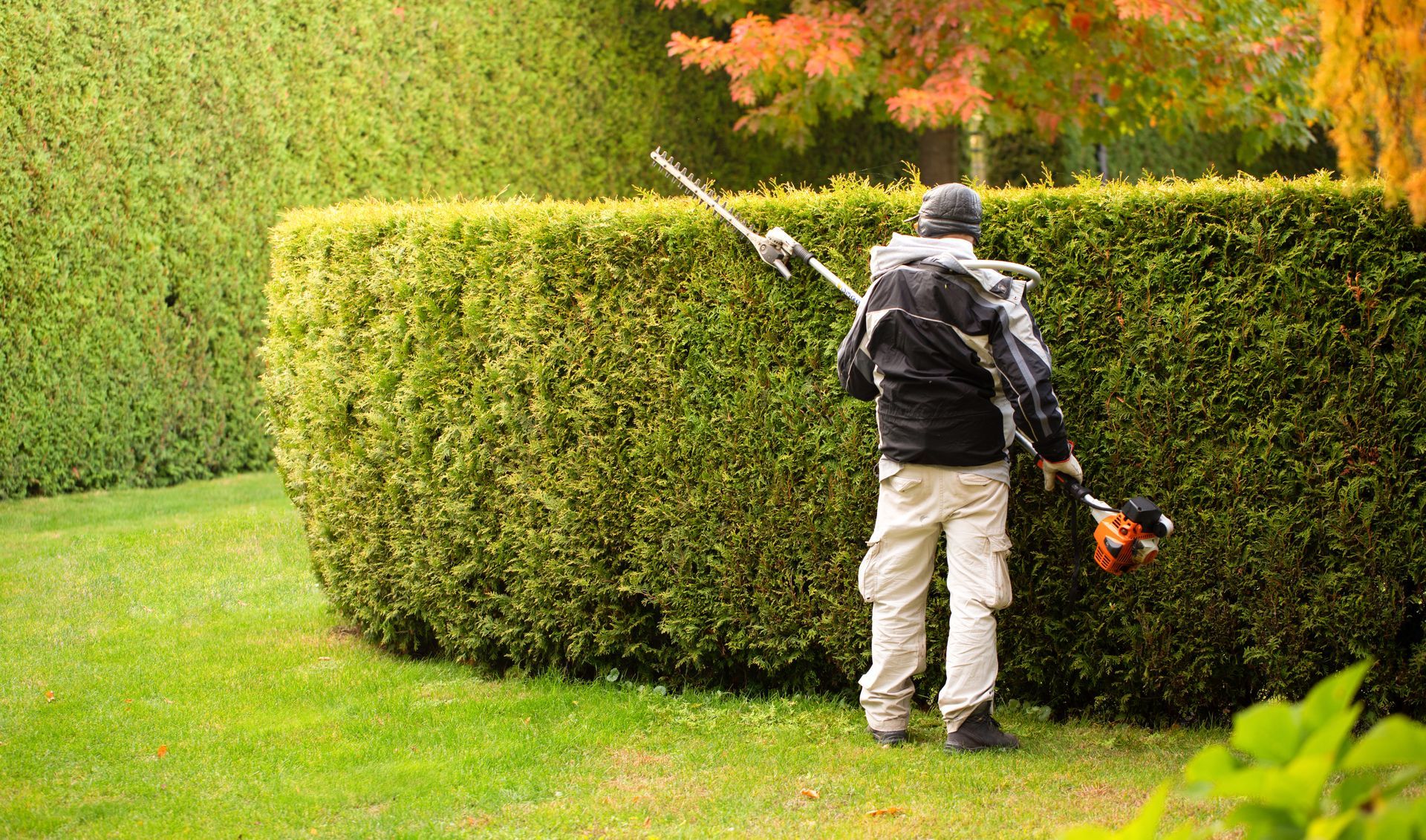 Jardinier de dos qui taille une haie végétale