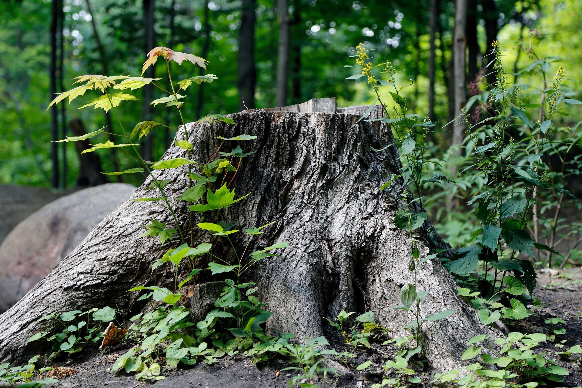 Tronc d'arbre coupé