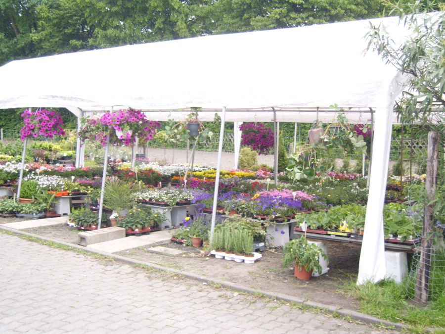 Ein Blumenladen mit verschiedenen bunten Blumen, die unter einem weißen Zelt auf einer gepflasterten Fläche ausgestellt sind.