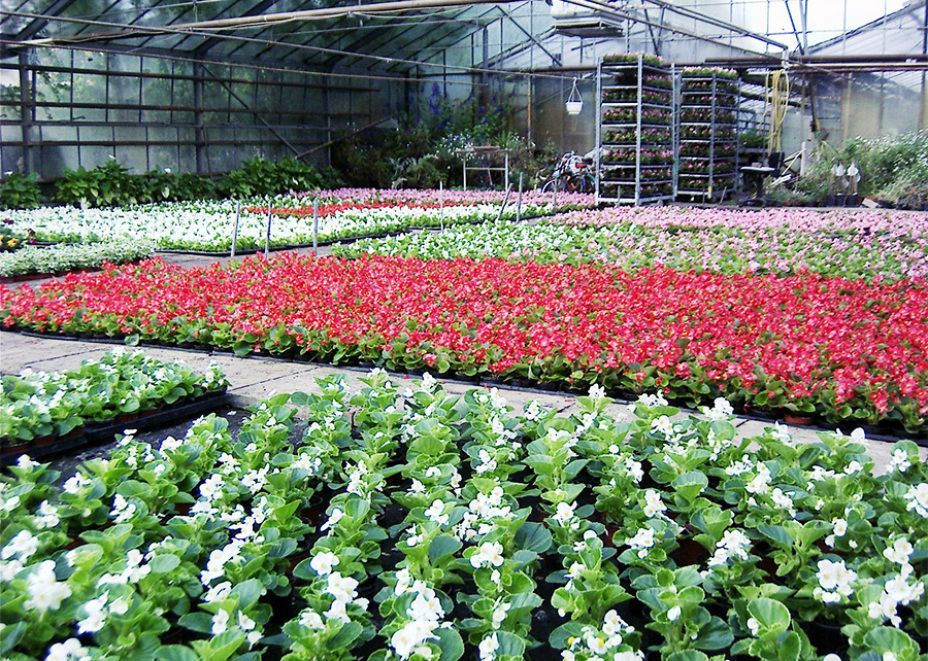 Reihen bunter Blumen wachsen in einem Gewächshaus.