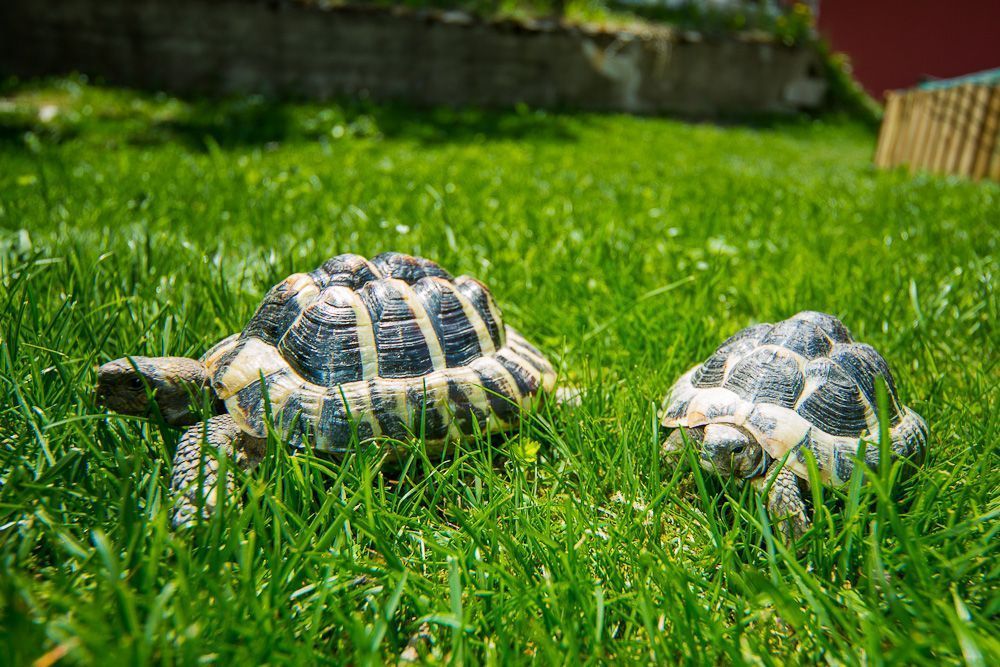 Gartenterrasse - Saas-Almagell - Wellness Hotel Christiania